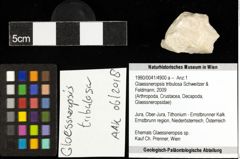 Foto (Objekt + Etiketten) von Glaessneropsis tribulosa (Schweitzer & Feldmann, 2009) 